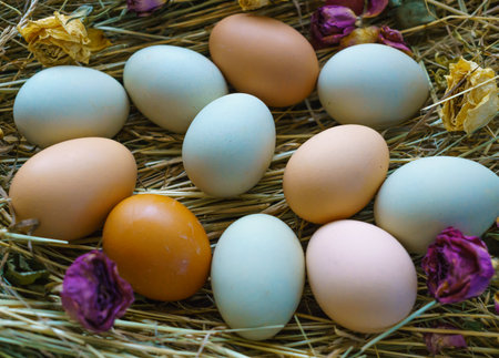 Fresh rustic white-blue and brown chicken eggs of Araucan chickens.の写真素材