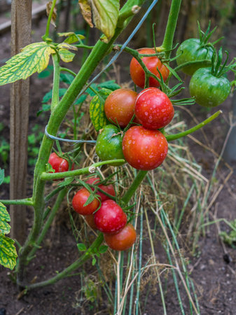 Ripe organic tomatoes in garden ready to harvestの写真素材