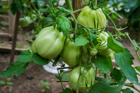 Ripening tomatoes in a home greenhouse in the villageの写真素材