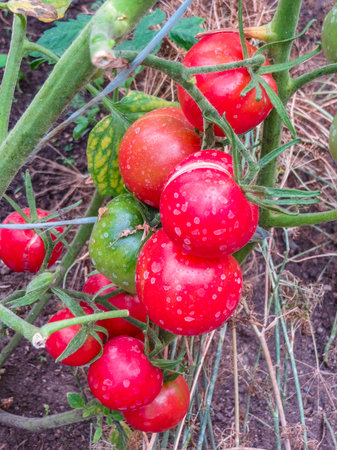 Ripe organic tomatoes in garden ready to harvestの写真素材