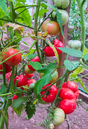 Ripe organic tomatoes in garden ready to harvestの写真素材