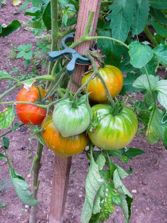 Ripe organic tomatoes in garden ready to harvestの写真素材