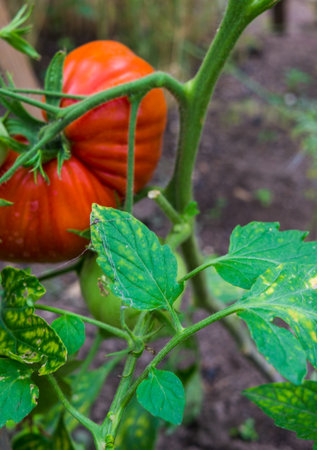 Ripe organic tomatoes in garden ready to harvestの写真素材