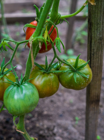Ripening tomatoes in a home greenhouse in the villageの写真素材