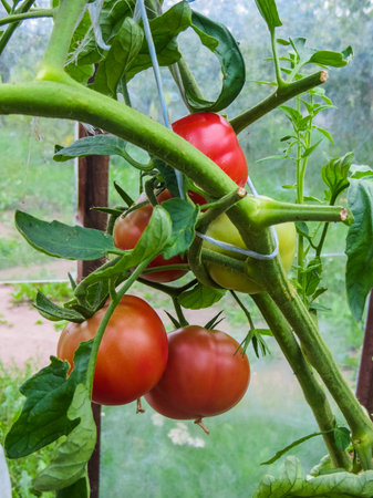Ripe organic tomatoes in garden ready to harvestの写真素材