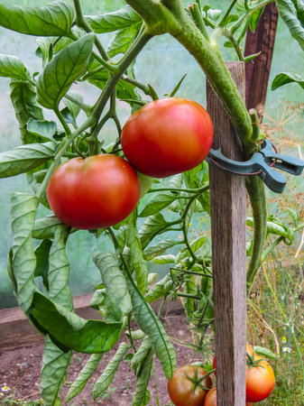 Ripe organic tomatoes in garden ready to harvestの写真素材