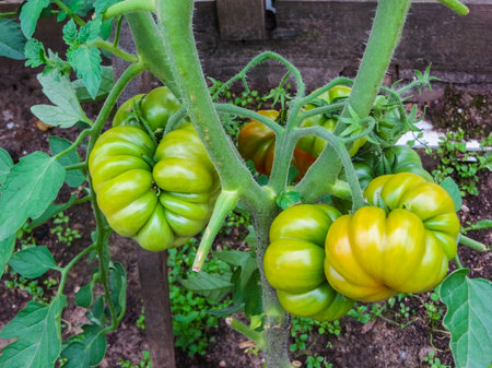 Ripening tomatoes in a home greenhouse in the villageの写真素材