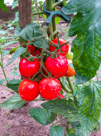 Ripe organic tomatoes in garden ready to harvestの写真素材