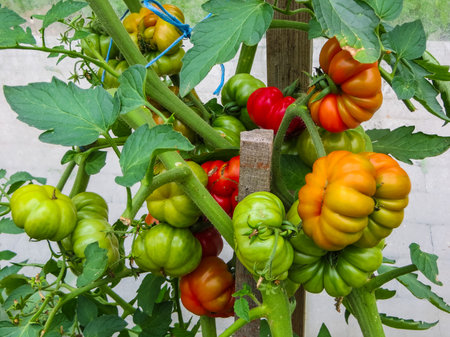 Ripe organic tomatoes in garden ready to harvestの写真素材