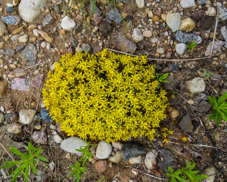 bright yellow flowers Cleansing mossy on the groundの写真素材