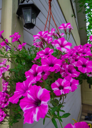 Petunia flower in a flowerpot in an outdoor garden in the villageの写真素材
