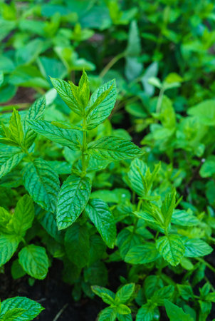 Mint grown in an outdoor garden in the village.(Mentha longifolia .)の写真素材