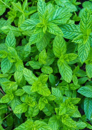 Mint grown in an outdoor garden in the village.(Mentha longifolia .)の写真素材
