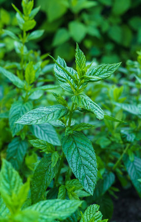Mint grown in an outdoor garden in the village.(Mentha longifolia .)の写真素材