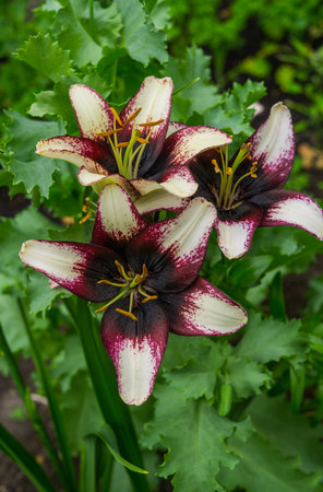 beautiful tender lily flowers, unusual shapes growing in the gardenの写真素材