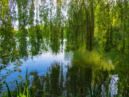 white swan floating on green water under willow branchesの写真素材