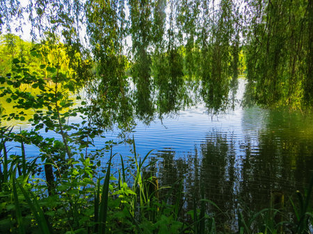 white swan floating on green water under willow branchesの写真素材