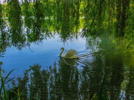 white swan floating on green water under willow branchesの写真素材