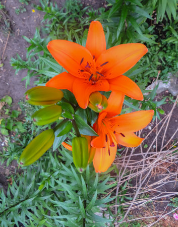 beautiful tender orange lily flowers, unusual shapes growing in the gardenの写真素材