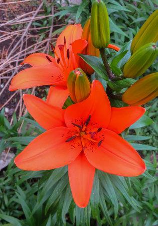 beautiful tender orange lily flowers, unusual shapes growing in the gardenの写真素材