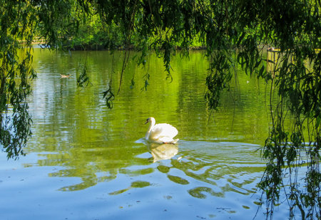 white swan floating on green water under willow branchesの写真素材