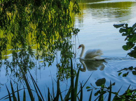 white swan floating on green water under willow branchesの写真素材