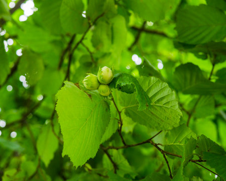 A cluster of hazelnuts among the leaves on a tree.の写真素材