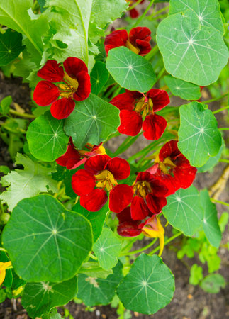 Bright nasturtium flowers with green colorful leaves.の写真素材