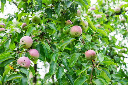 fresh red apples on a tree in the gardenの写真素材