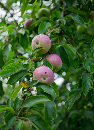 fresh red apples on a tree in the gardenの写真素材