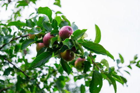 fresh red apples on a tree in the gardenの写真素材