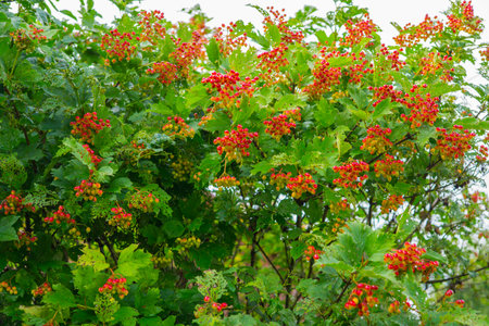 Grapes of red viburnum, with still unripe berriesの写真素材