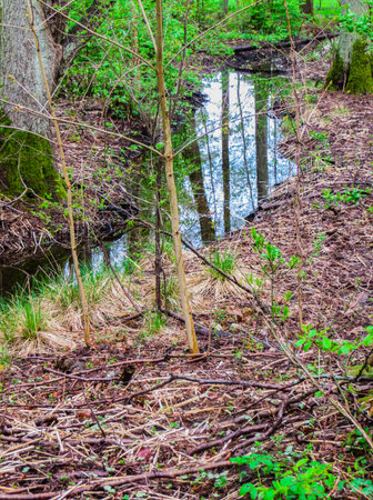 A small stream in the middle of the forest, with a reflection of the skyの写真素材
