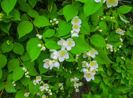 Jasmine branches with beautiful flowers, with an amazing smellの写真素材