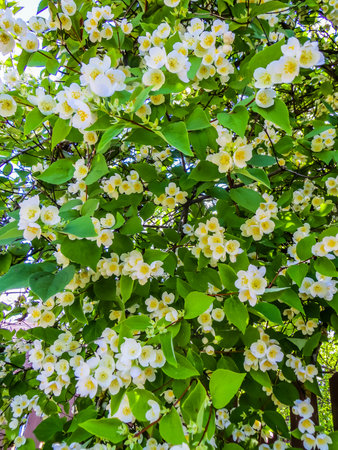 Jasmine branches with beautiful flowers, with an amazing smellの写真素材