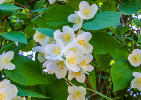 Jasmine branches with beautiful flowers, with an amazing smellの写真素材