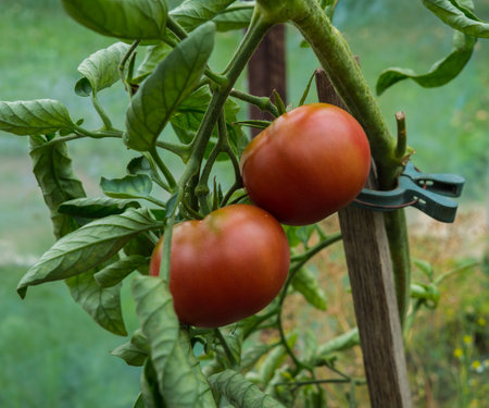 Ripe organic tomatoes in garden ready to harvestの写真素材