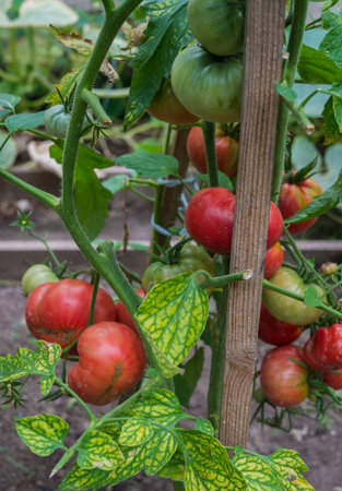 Ripe organic tomatoes in garden ready to harvestの写真素材