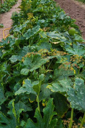 beds with zucchini in the garden in the villageの写真素材