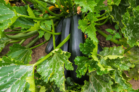 Ripe organic zucchini in garden ready to harvestの写真素材