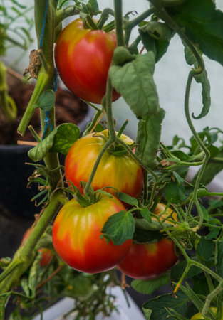 Ripe organic tomatoes in garden ready to harvestの写真素材