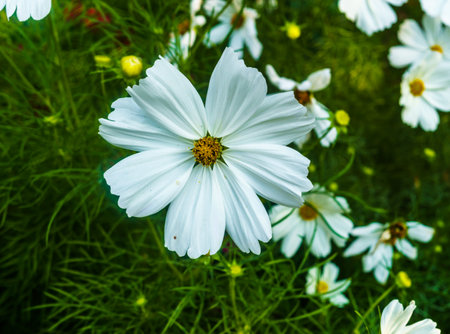 Beautiful white cosmos flower in the garden. For a backgroundの写真素材