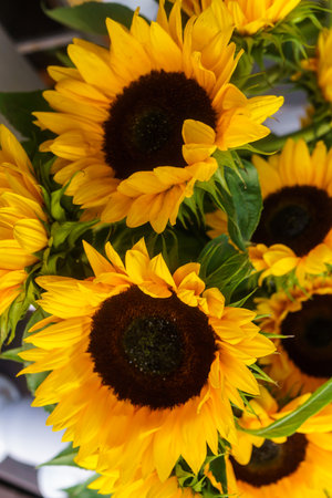 Beautiful decorative sunflowers used for making bouquetsの写真素材