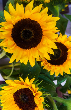 Beautiful decorative sunflowers used for making bouquetsの写真素材