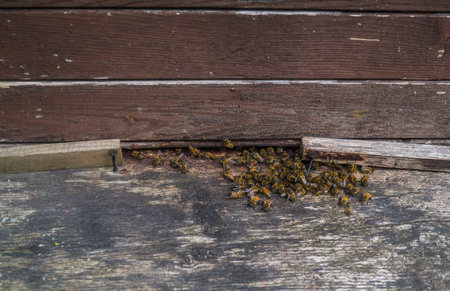 Bees in gray hives on a sunny day in the garden