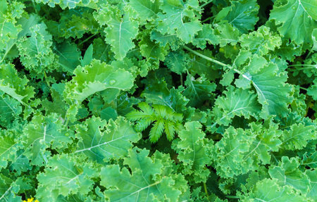 The kale leaves grown in the open air garden in the villageの写真素材