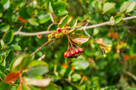 Grapes of black chokeberry with still unripe berries