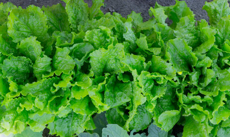 Salad plants in open ground in vegetable garden. Growing salad in kitchen-garden.