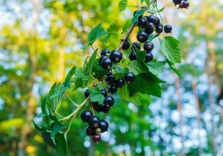 Beautiful, delicious blackcurrant berries on a branchの写真素材