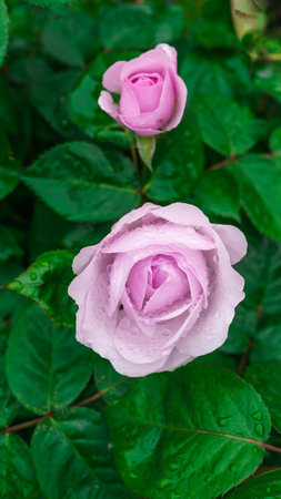 Colorful, beautiful, delicate flower rose in the gardenの写真素材
